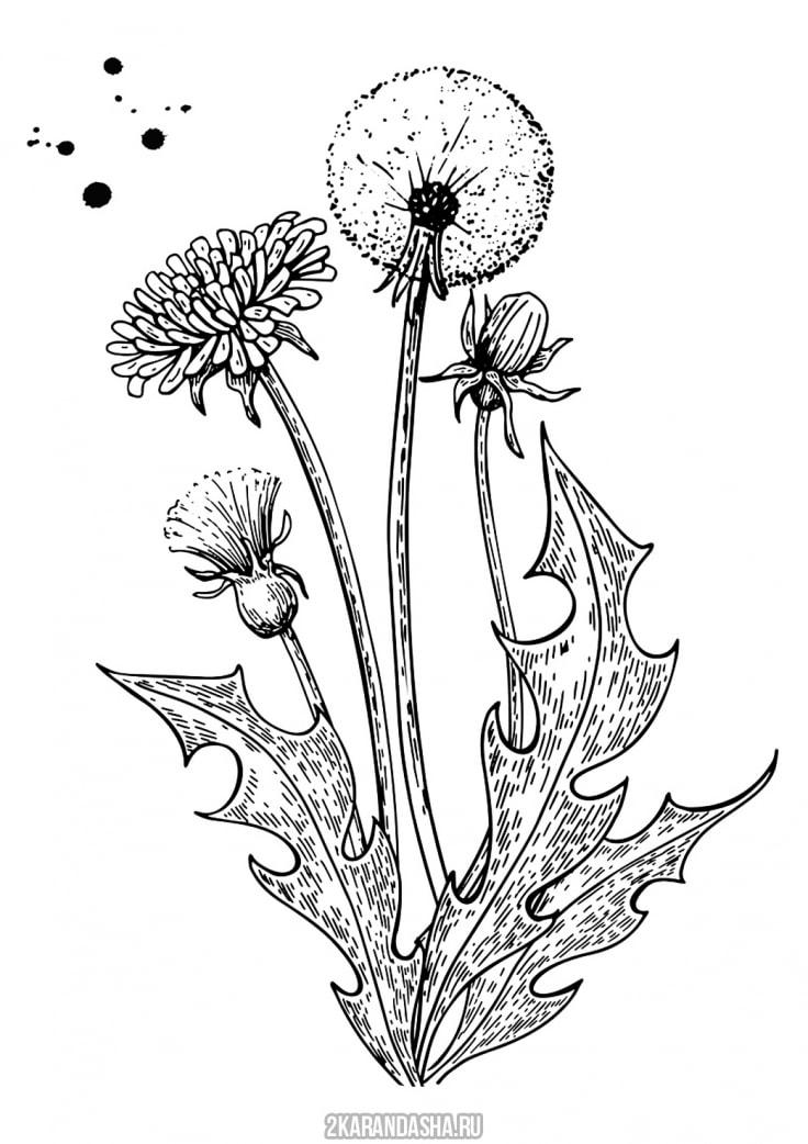 Рисунки одуванчиков стилизованные