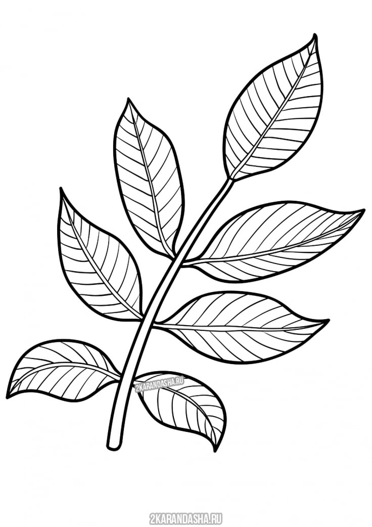Раскраска веточка с листьями распечатать
