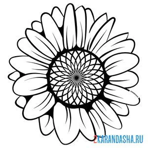 Раскраска один крупный подсолнух цветок онлайн