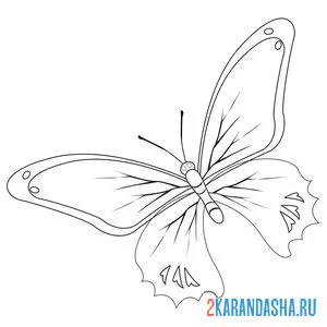 Распечатать раскраску бабочка с красивыми крыльями на А4