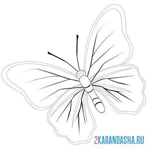 Распечатать раскраску бабочка с линиями на крыльях на А4