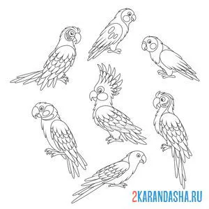 Раскраска много разных попугаев онлайн