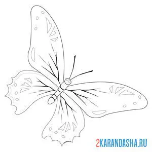 Распечатать раскраску бабочка неземной красоты на А4