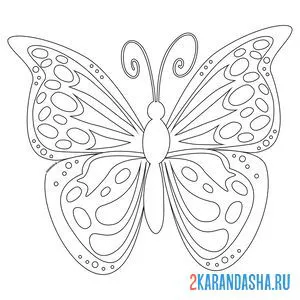 Распечатать раскраску бабочка с большими крыльями на А4