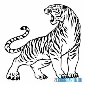 Распечатать раскраску настоящий опасный тигр на А4