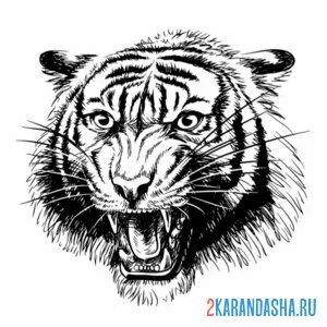 Раскраска голова тигра рррр онлайн
