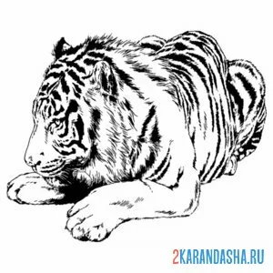 Раскраска тигр настоящий спит онлайн