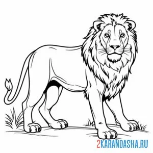 Распечатать раскраску настоящий лев с гривой на А4