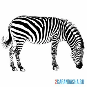 Раскраска зебра ест онлайн