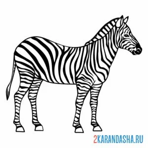 Раскраска зебра настоящая онлайн