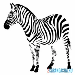 Раскраска зебра в полоску онлайн