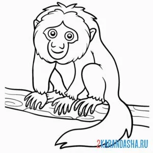 Распечатать раскраску бледноголовый саки обезьяна на А4
