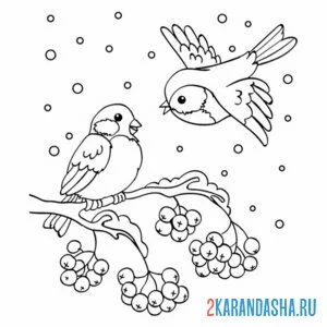 Раскраска два снегиря на рябине онлайн