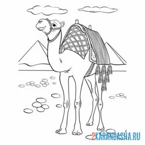 Распечатать раскраску египет пирамиды и верблюд на А4