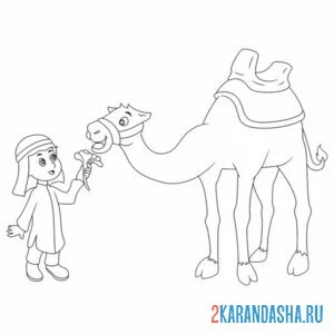 Распечатать раскраску верблюд и бедуин на А4