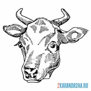 Раскраска большая голова коровы онлайн