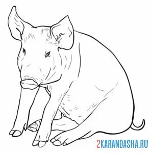 Раскраска настоящая свинья онлайн