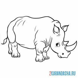 Распечатать раскраску большой настоящий носорог на А4