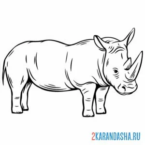 Распечатать раскраску длинный носорог на А4
