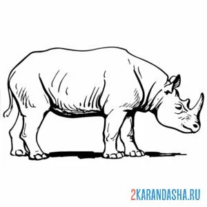 Раскраска носорог идет онлайн