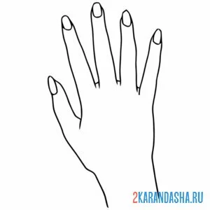 Распечатать раскраску женская правая рука на А4