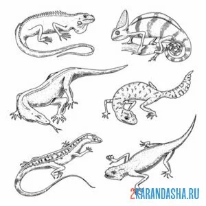 Раскраска 6 разных ящериуц онлайн