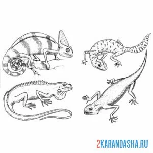 Распечатать раскраску 4 вида ящериц на А4