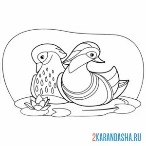 Раскраска утка мандаринка и подружка онлайн