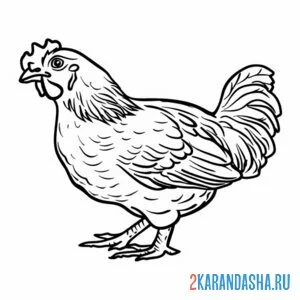 Раскраска курица смотрит онлайн