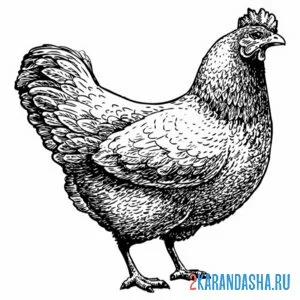 Раскраска настоящая курица онлайн