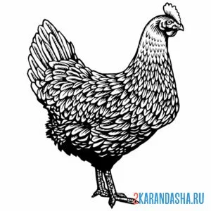 Раскраска курица несушка онлайн