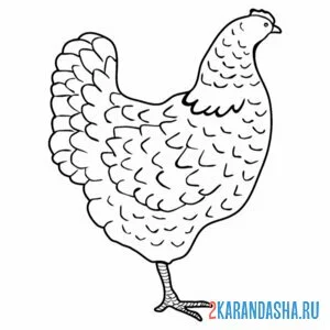 Раскраска курица сбоку онлайн
