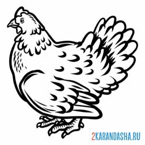 Раскраска курица присела онлайн