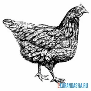 Раскраска деревенская курица онлайн