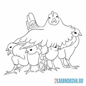 Раскраска мама курица накрыла цыплят онлайн