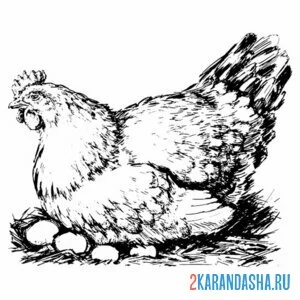 Раскраска курица на яйцах онлайн