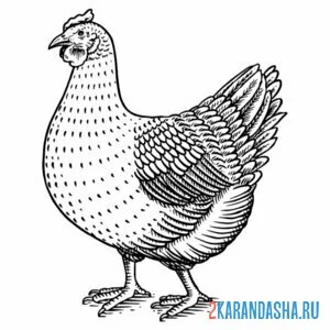 Раскраска курица иллюстрация онлайн