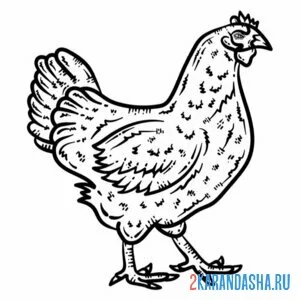 Раскраска курица фермерская онлайн