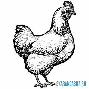 Раскраска жирненькая курица онлайн