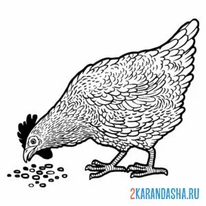 Раскраска курица ест зерно онлайн