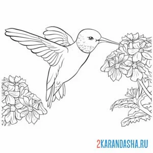 Раскраска колибри птица онлайн