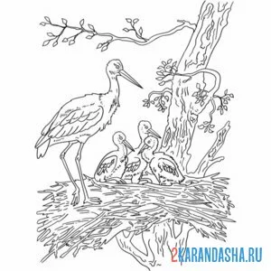 Раскраска аист гнездо и птены онлайн
