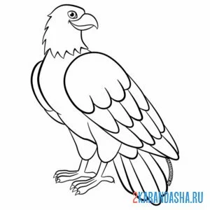 Раскраска статный орел онлайн