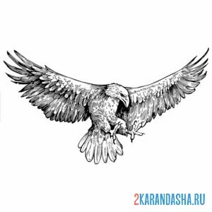 Раскраска орел на охоте онлайн