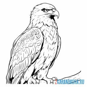 Раскраска суровый орел онлайн