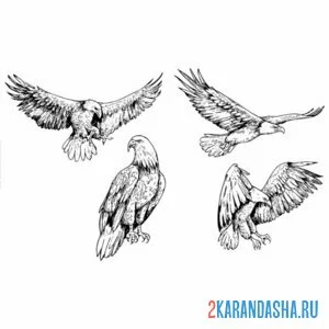 Раскраска орел позы онлайн