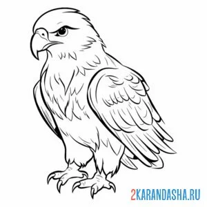 Раскраска хищник орел онлайн