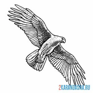 Раскраска орел кружит онлайн