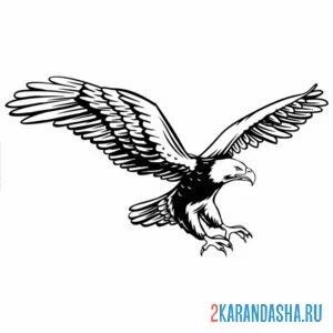 Раскраска орел вышел на охоту онлайн