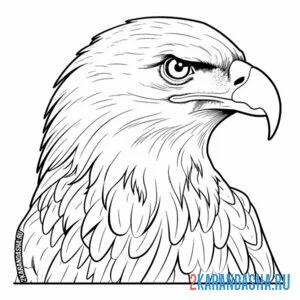 Раскраска красивая голова орла онлайн